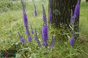 Veronica longifolia (3)